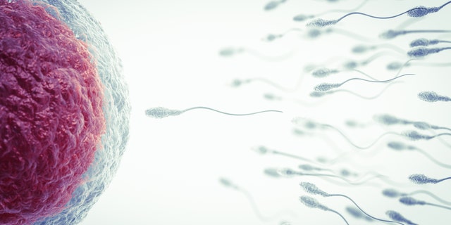 A new study has found that a woman’s eggs are especially selective when choosing the most ideal sperm for fertilization.