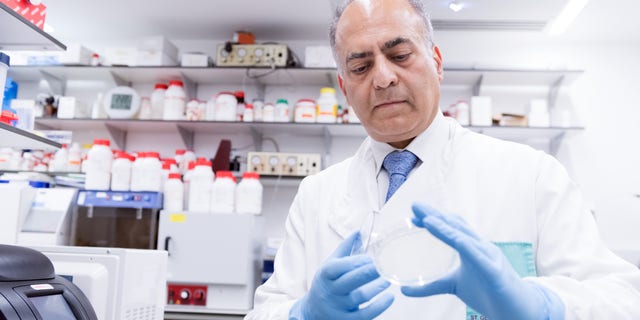 Sanjeev Krishna, professor of molecular parasitology and medicine at St George’s, University of London, studies an assay. (Photo courtesy of St George’s, University of London)