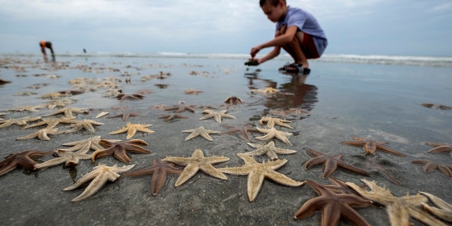 Briggs Holtry, 9, of Surfside Beach, picks up starfish to return to the water, June 29.