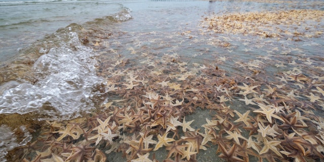 Thousands of small starfish washed ashore during low tide on Garden City Beach, S.C., June 29.