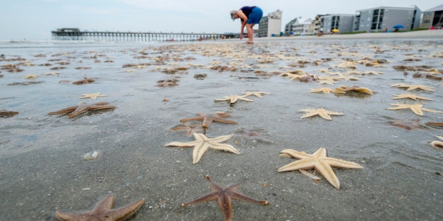 Linda Frizzell, of Murrells Inlet, searches out dead starfish to collect on Garden City Beach, S.C., June 29.