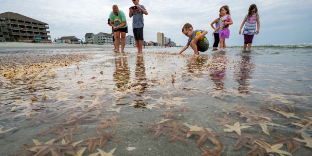Thousands of small starfish washed ashore during low tide on Garden City Beach, S.C. Residents and tourists rushed play in the mass of wriggling starfish, collecting some and putting handfuls of others back into the water.