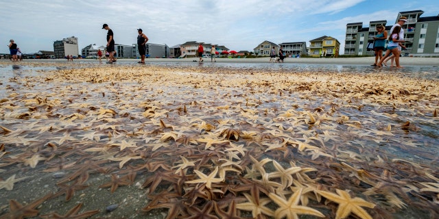 People play with starfishes as thousands of them washed ashore during low tide on Garden City Beach, S.C., June 29.