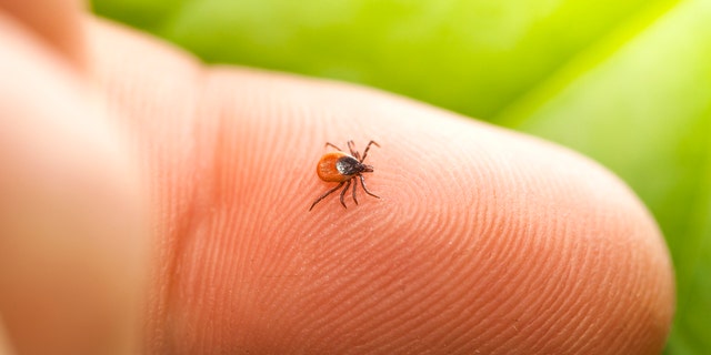 Anaplasmosis is caused by a bacteria primarily contracted via tick bites that can lead to fever, headache, chills and muscle aches, according to the Centers for Disease Control and Prevention — all symptoms the CDC also lists for the coronavirus. (iStock)