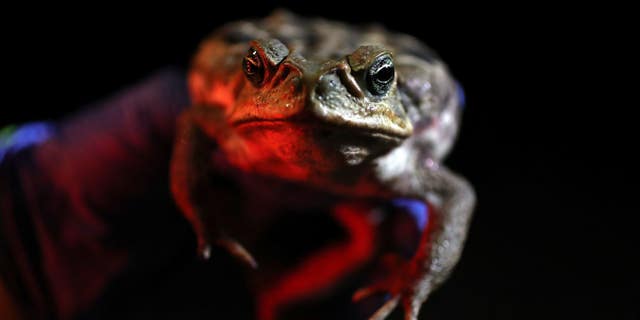 Poisonous cane toads are a thing in south Florida.