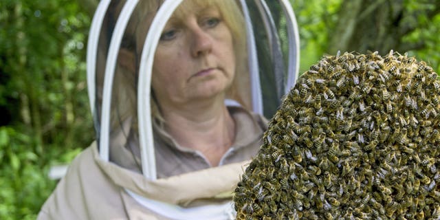 Cordingley she was unaware she was allergic to bee stings until she suffered severe anaphylactic shock at home in 2016 and was rushed to the hospital. Undeterred by the discovery, Kath decided to undergo a desensitization immunotherapy treatment course at Preston Royal Hospital. (Credit: SWNS)