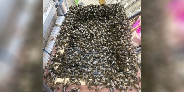 Peter Clarke was helping remove the bees after their massive hive was discovered in the bricked-up fireplace of a four-bedroom detached house, Southwest News Service (SWNS) reports.