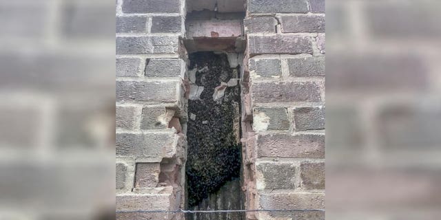 A couple in England discovered that 160,000 bees were living in a 15-foot-long hive in the chimney of the house they bought.