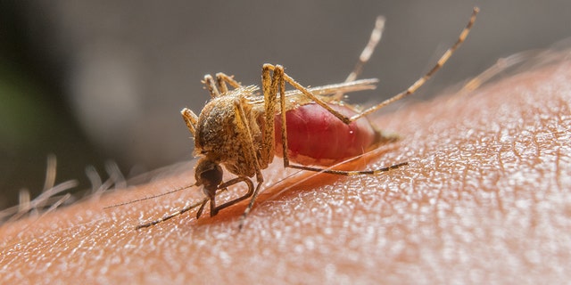 Officials in Miami-Dade County said Thursday, June 25, 2020, that 10 cases of West Nile Virus had been detected — weeks after four cases were reported there. (iStock)