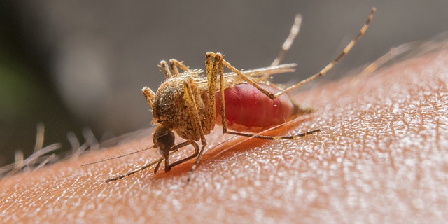 Officials in Miami-Dade County said Thursday, June 25, 2020, that 10 cases of West Nile Virus had been detected — weeks after four cases were reported there. (iStock)