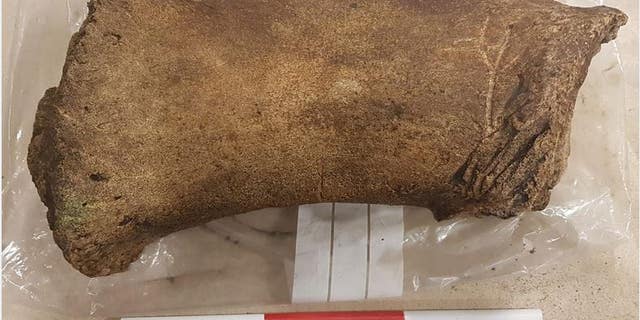 This whale bone recovered from the Edinburgh trams construction site could be as much as 800 years old. (Edinburgh Trams / Guard Archaeology)