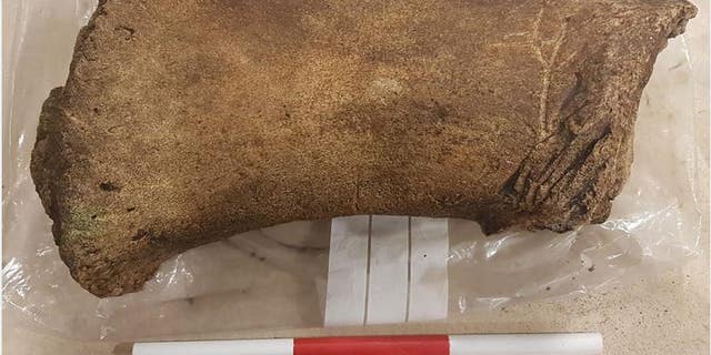 This whale bone recovered from the Edinburgh trams construction site could be as much as 800 years old. (Edinburgh Trams / Guard Archaeology)