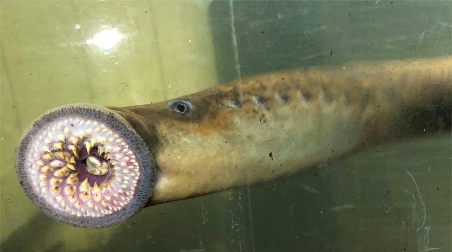Blood-sucking 'vampire fish' spawning in Vermont, experts say they