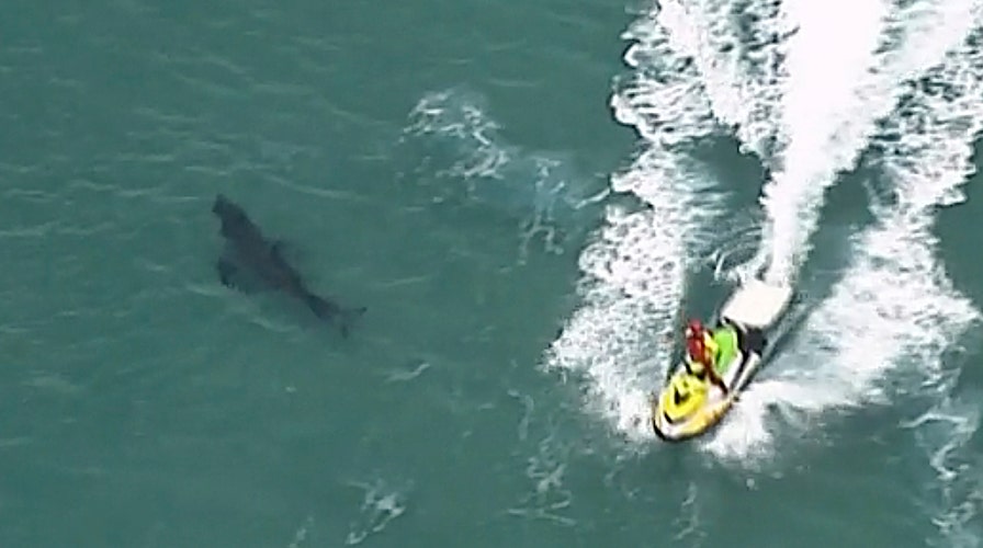 Great white shark charges at diver in terrifying moment captured on film