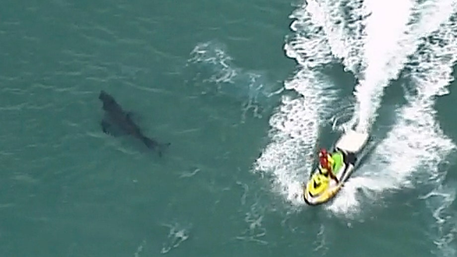 Australian surfer, 60, killed in shark attack involving 10-foot great white