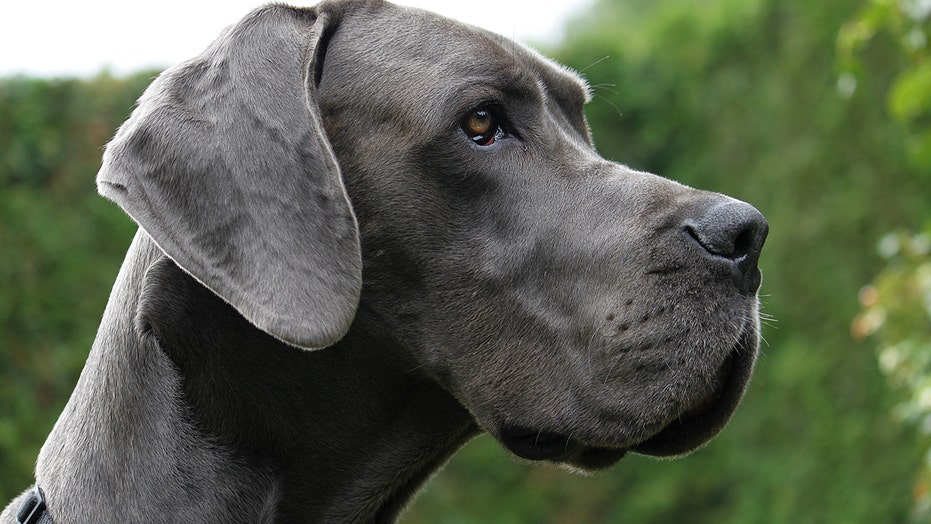 the oldest great dane