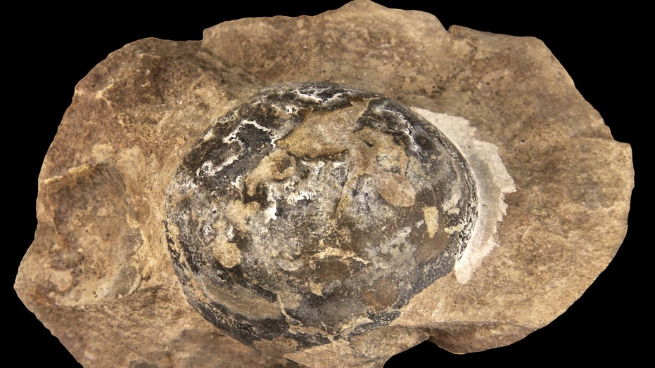 largest reptile in world