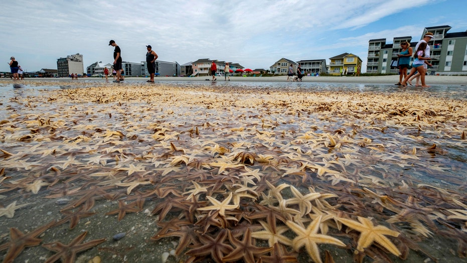 Thousands of starfish wash up on South Carolina beaches during low tide