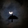A crow flies as the sun forms crescent during a solar eclipse in Kathmandu, Nepal, June 21, 2020. 