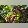 A catbird feeds its nestlings on an apple tree in the village of Podolye, Russia, June 14, 2020.?