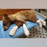 A bear whose feet were badly burned during the East Canyon fire rests after being rescued and having its feet treated by Colorado Parks and Wildlife staff at a facility near Durango Colorado, June 16, 2020.??