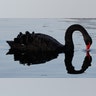 A swan searches for food on the Avon River in Christchurch, New Zealand, June 16, 2020.?