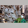 A zookeeper wearing a protective face mask feeds giraffes at Ragunan Zoo prior to its reopening in Jakarta, Indonesia, June 17, 2020.?