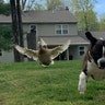 Hello! This is a photo I recently took of my duck (Kiki) and my dog (Peanut), they really are best friends!! They love to run together! Thought it could bring a smile to the people’s faces!! Hope you enjoy! Sierra Franco
