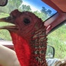 Hoping this gets put on the show. We took the turkey (named Big Man) for a ride. He was, surprisingly, well-behaved and quite enjoyed his trip. He hopes to ride again sometime after this coronavirus is over!