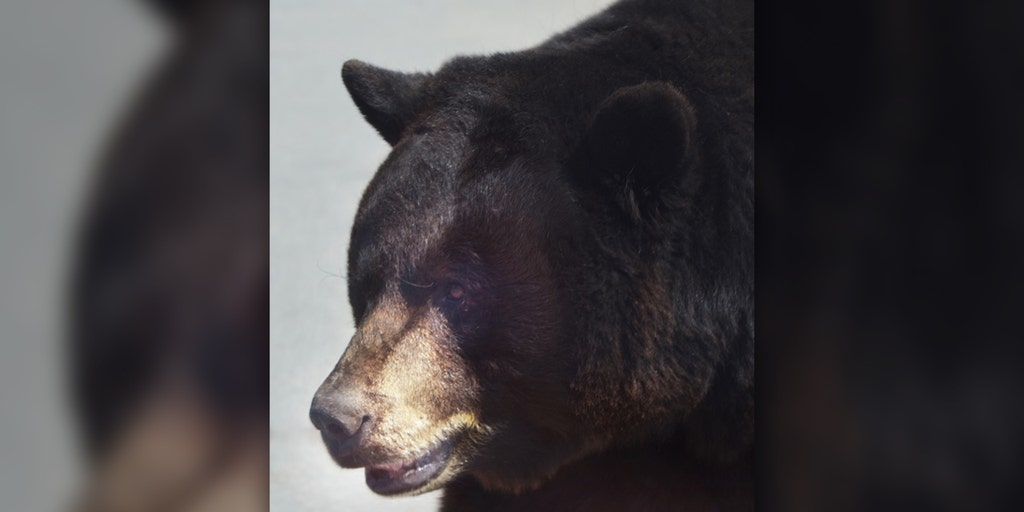 Bear Breaks Into Aspen Home Swipes At Homeowner With Paw Fox News