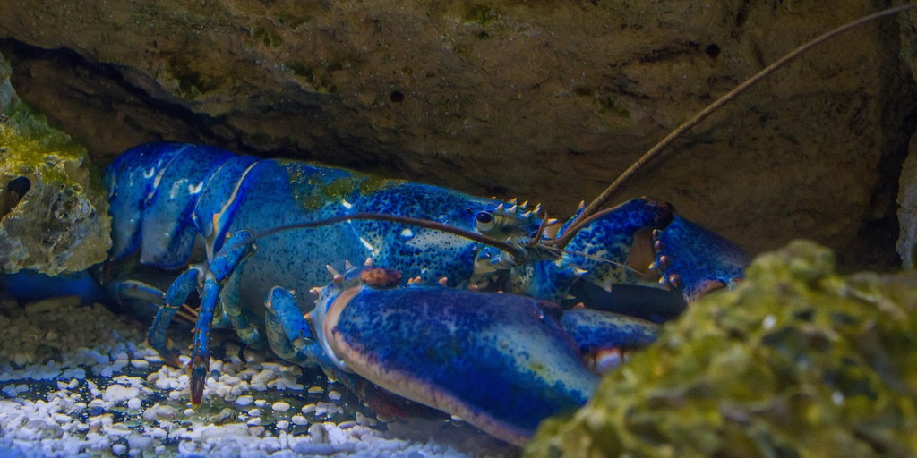 Massachusetts Fisherman 13 Catches Rare Blue Lobster I Was Confused And Excited Fox News