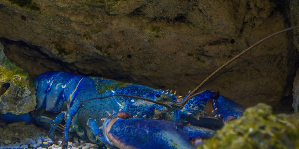 Massachusetts Fisherman 13 Catches Rare Blue Lobster I Was Confused And Excited Fox News Massachusetts Fisherman 13 Catches Rare Blue Lobster I Was Confused And Excited Fox News