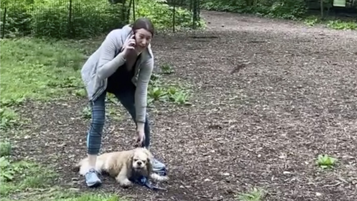 This image made from Monday, May 25, 2020, video provided by Christian Cooper shows Amy Cooper with her dog calling police at Central Park in New York. A video of a verbal dispute between Amy Cooper, walking her dog off a leash and Christian Cooper, a black man bird watching in Central Park, is sparking accusations of racism. 