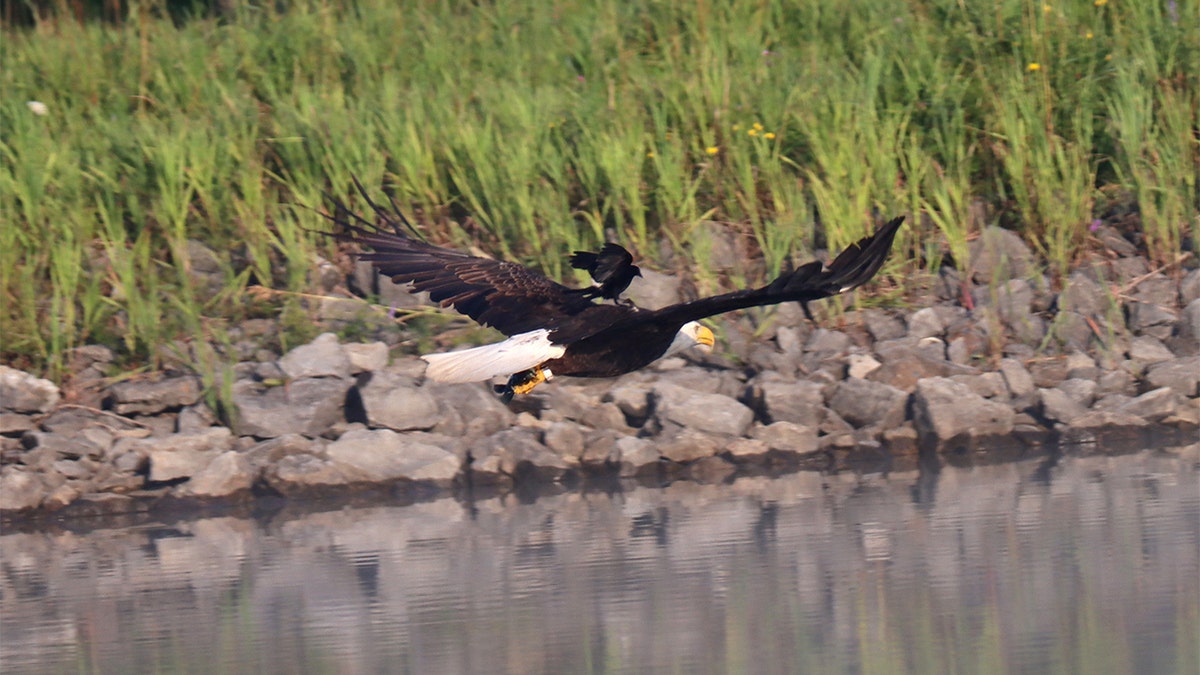 New York wildlife officials shared a rare photograph Monday of a red-winged blackbird hitching a ride on the back of a hunting bald eagle. (Courtesy: Bill Combs Jr.)