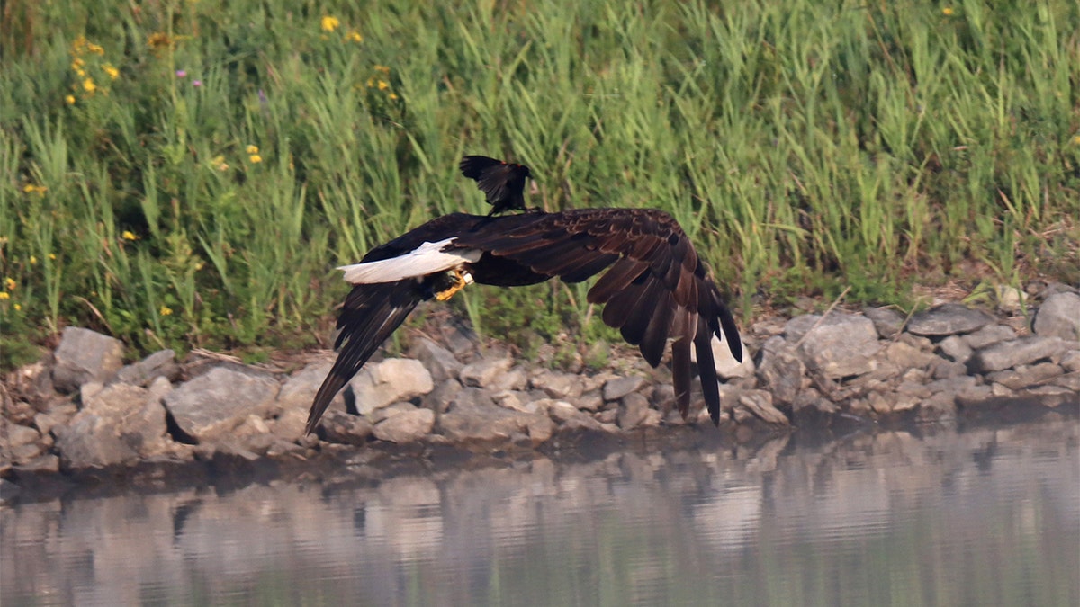 New York wildlife officials shared a rare photograph Monday of a red-winged blackbird hitching a ride on the back of a hunting bald eagle.