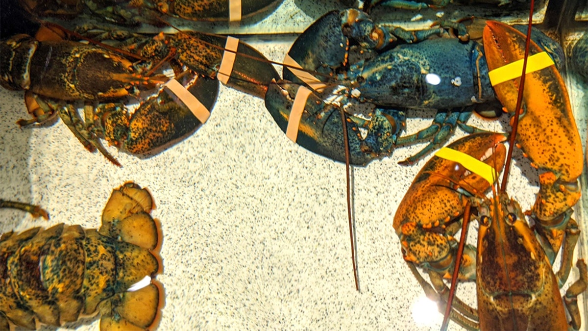 A rare blue lobster was rescued by employees at a Red Lobster restaurant in Akron, Ohio. (Courtesy Akron Zoo)