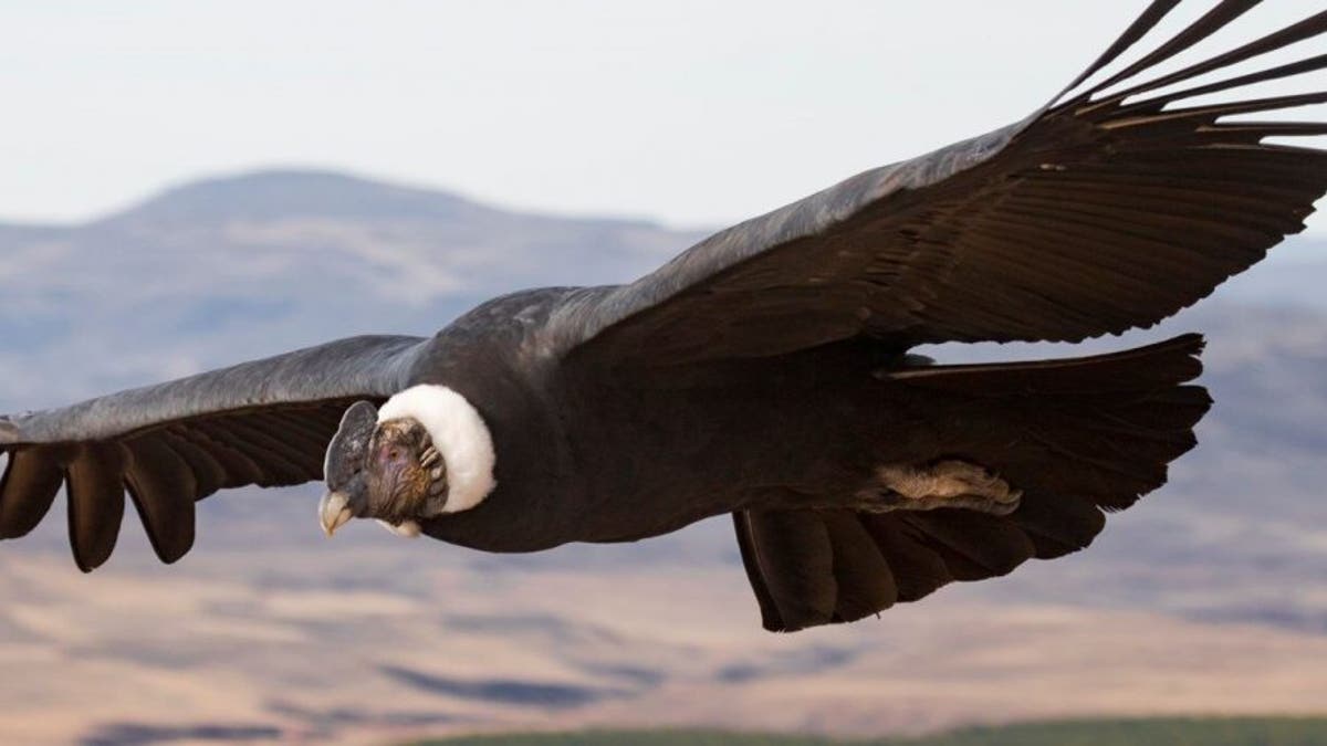 The Andean condor actually flaps its wings for one per cent of its flight time. (Credit: Facundo Vital)