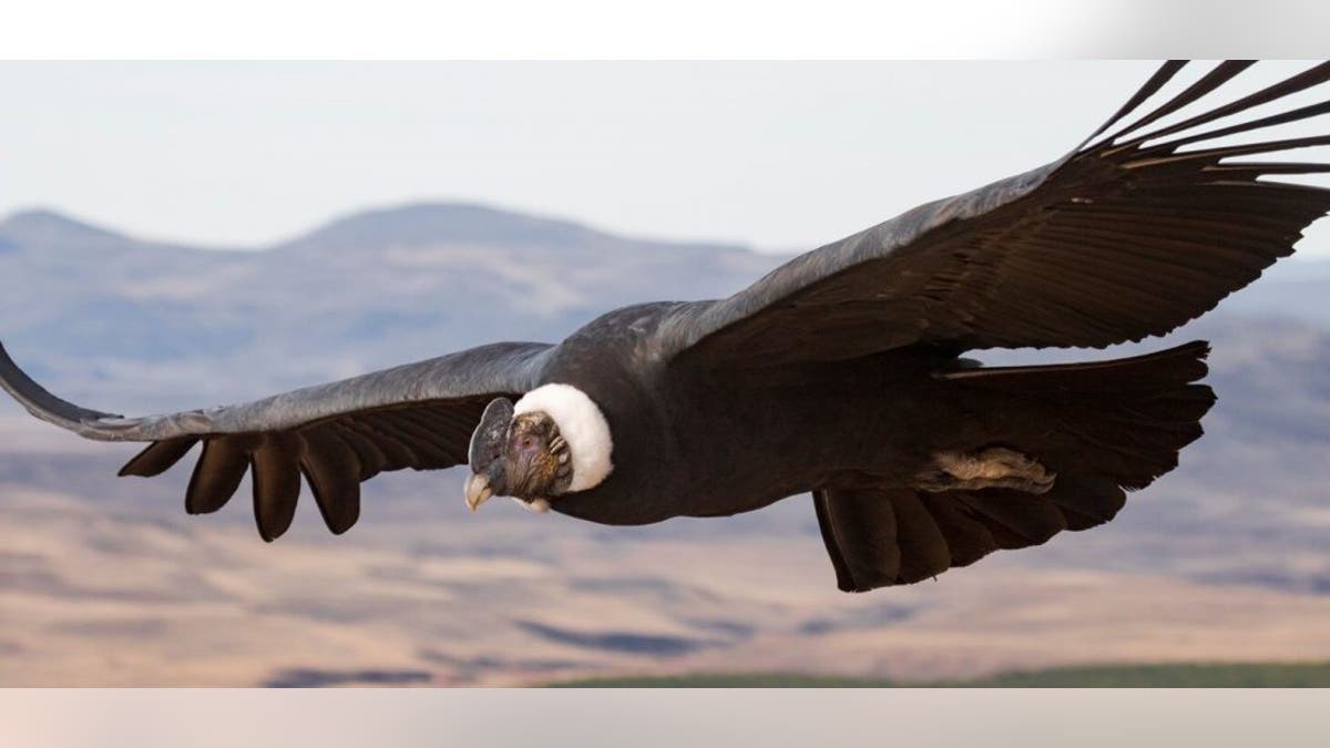The Andean condor actually flaps its wings for one per cent of its flight time. (Credit: Facundo Vital)
