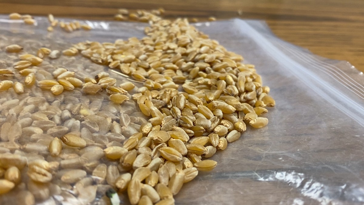 Arizona Grain, Inc. uses a program called Identity Preserve. Its goal is to take the best seed genetics and recreate that to make more seeds for future use and better consistency (Stephanie Bennett/Fox News).