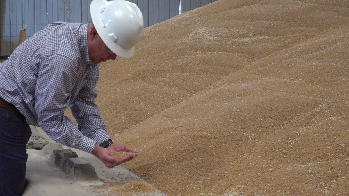 President of Arizona Grain, Inc. says they help process more than 300 million pounds of Desert Durum wheat each year. Once grounded down it's an essential ingredient for making high quality pasta (Stephanie Bennett/Fox News).