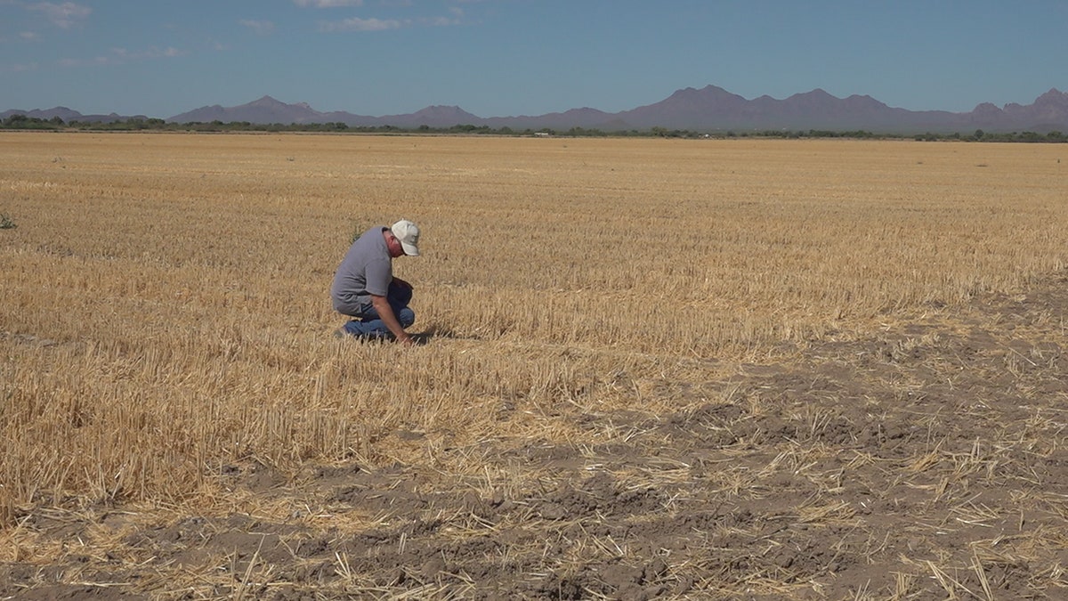 Jon Post has been growing the crop for 25 years. This season he grew 1,000 acres but because of high demand, he hopes to plant more than double the amount of seeds, possibly reaching 3,000 acres (Stephanie Bennett/Fox News).