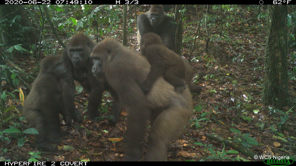 A group of Cross River gorillas, including a baby, photographed on June 22, 2020.