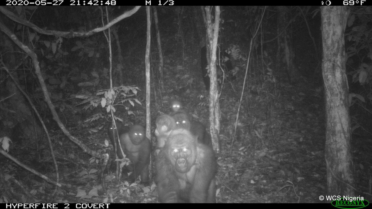 The Cross River gorilla group, including adults and young of different ages, Mbe Mountains, Nigeria May 2020. (WCS Nigeria)