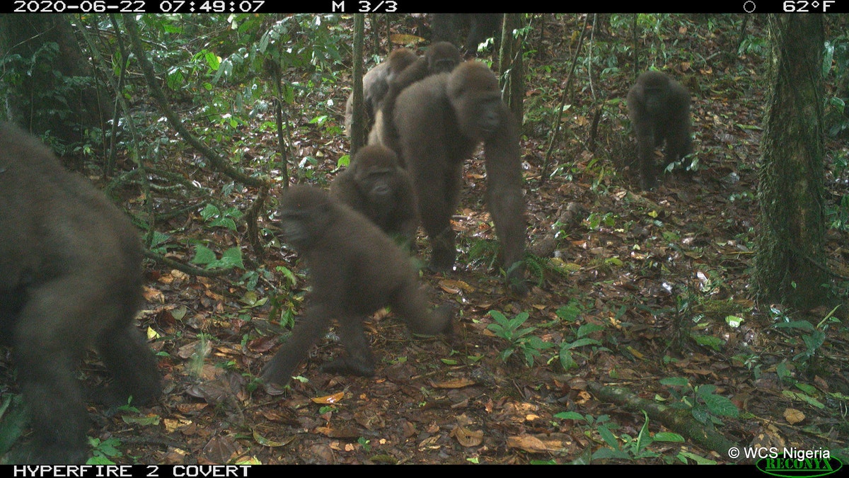 The images of the group of Cross River gorillas have thrilled conservationists.