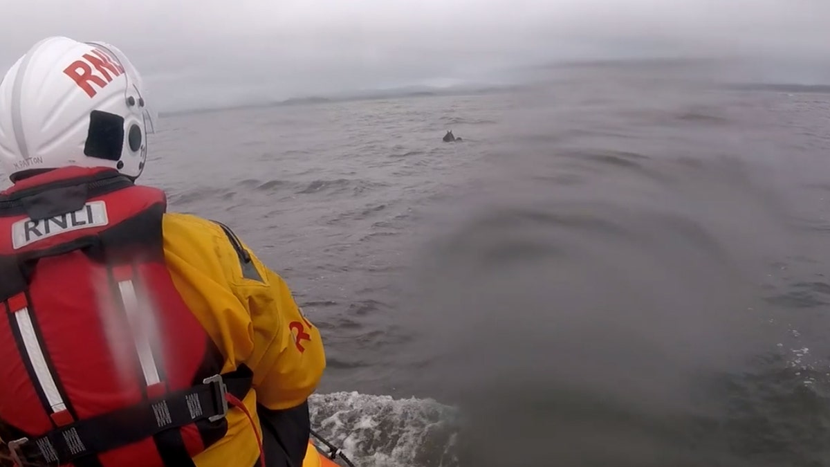 The RNLI said it took crew members nearly an hour to entice the animal back to shore.