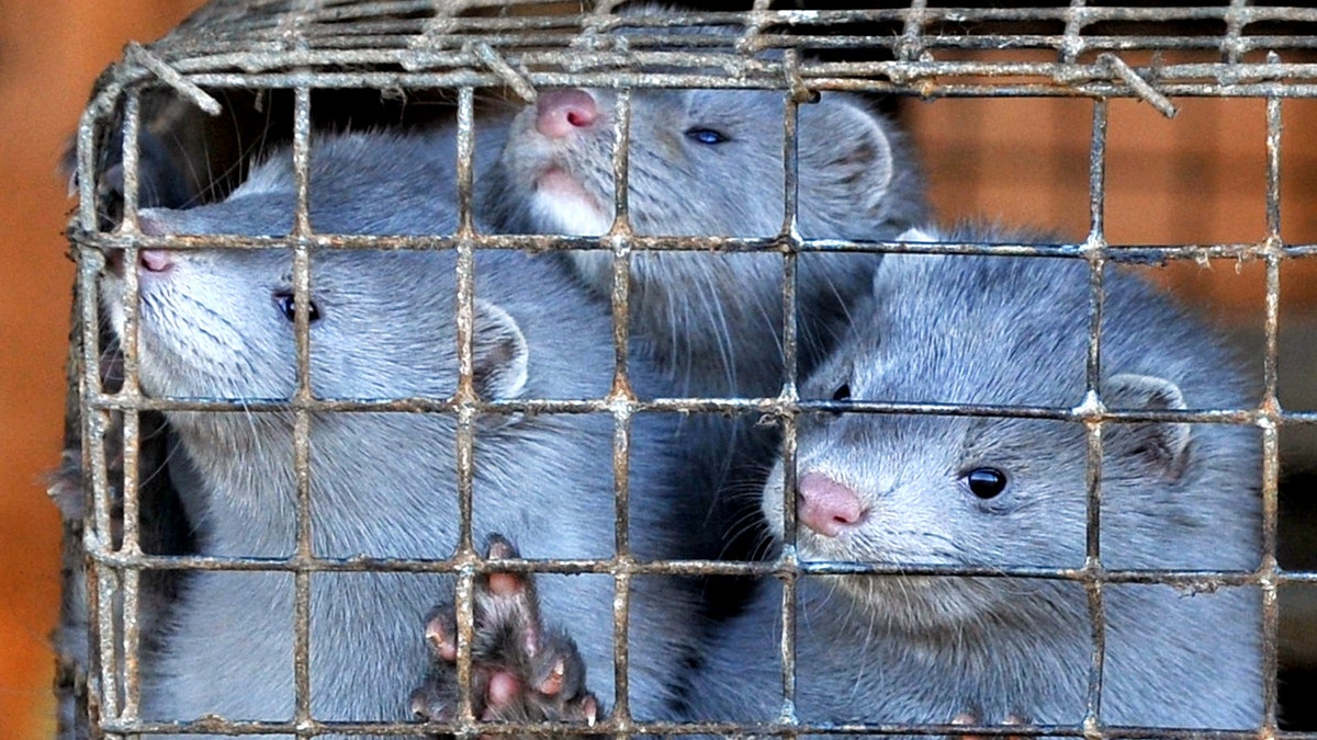 Minks peer out of their cages at a pelt farm near the village of Lesino some 115 miles south-west of Minsk on November 26, 2010 -file photo.