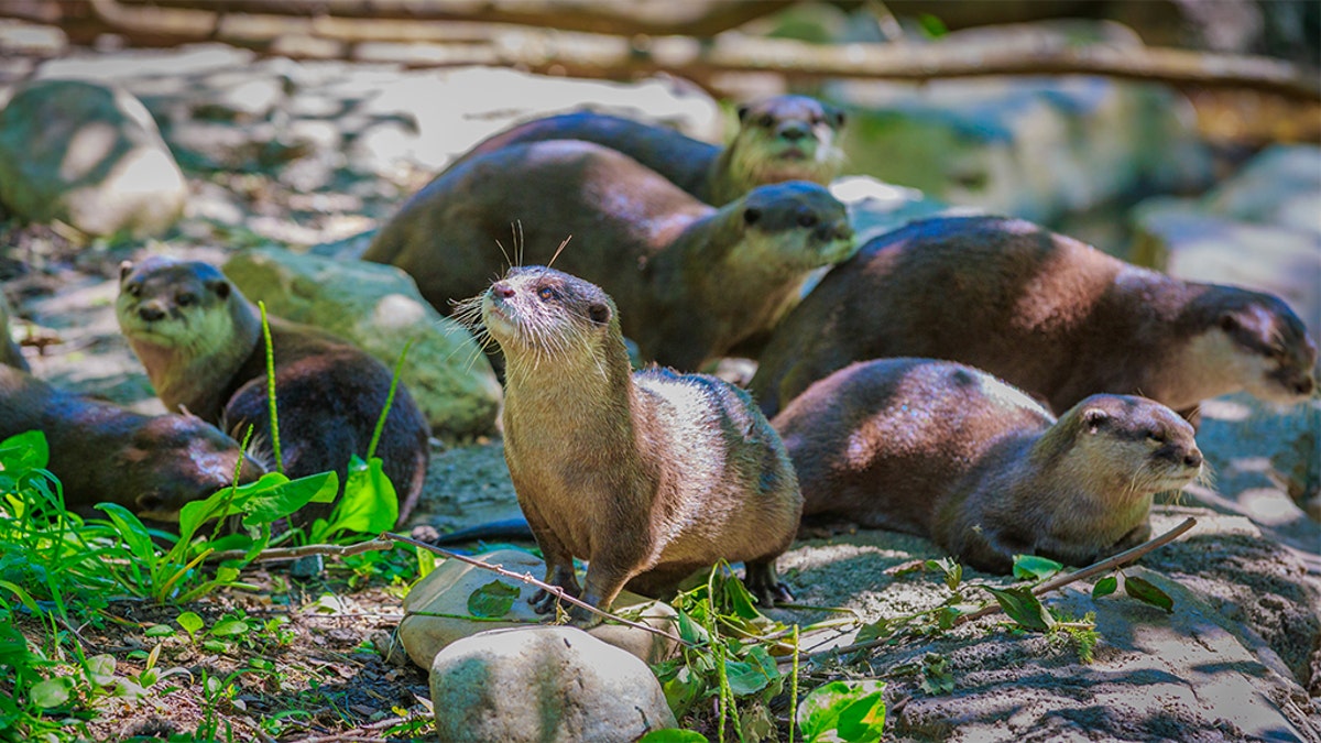 A group of Asian small-clawed otters gather around in National Zoo.