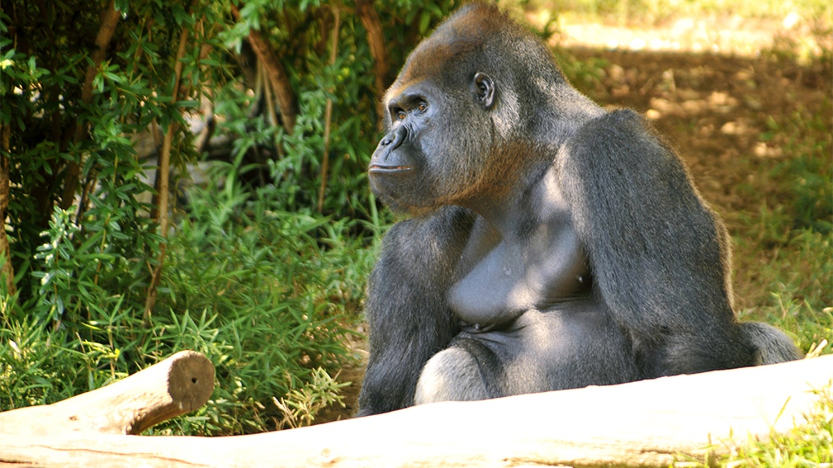 Silverback gorilla in sunlight at the national zoo in Washington DC
