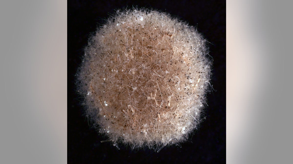 A specimen of Abyssalia, a new genus of Foraminifera.