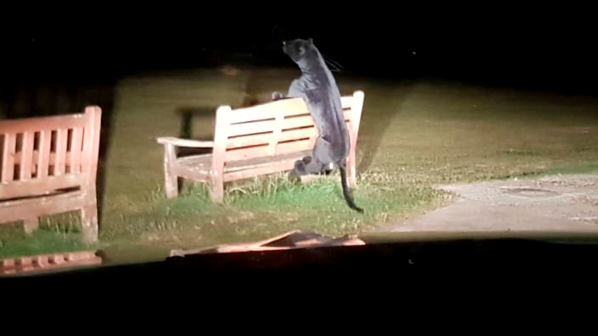 Sussex Police were initially concerned when they first sighted the big cat in their car headlights, seemingly attempting to jump over the bench.